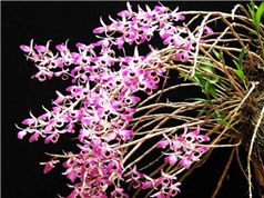 Lâm Đồng: Phát triển mô hình trồng lan rừng bản địa